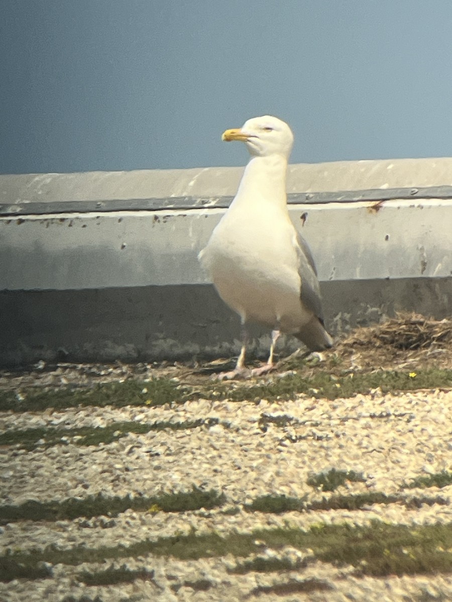 American Herring Gull - ML637573844