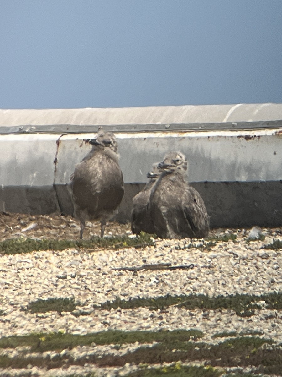 American Herring Gull - ML637573871