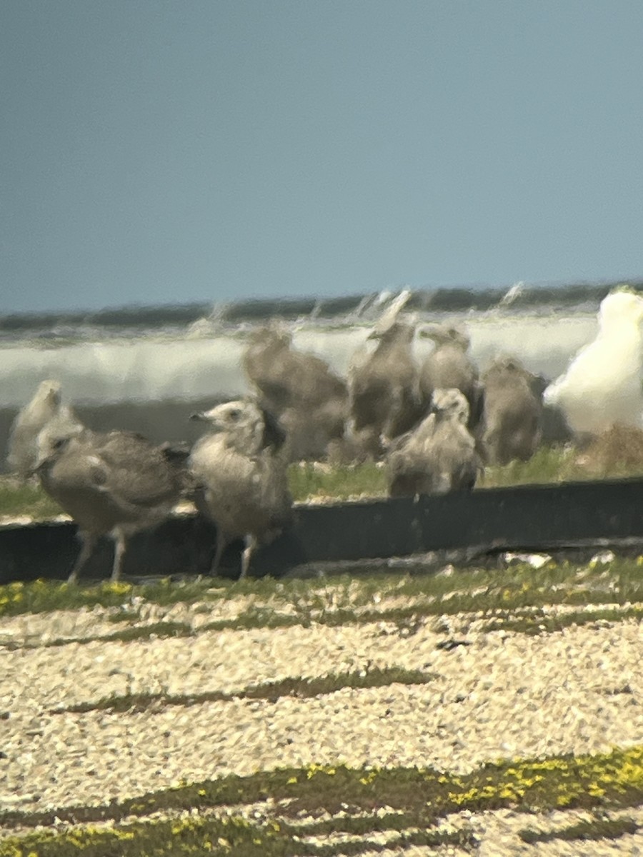 American Herring Gull - ML637573886