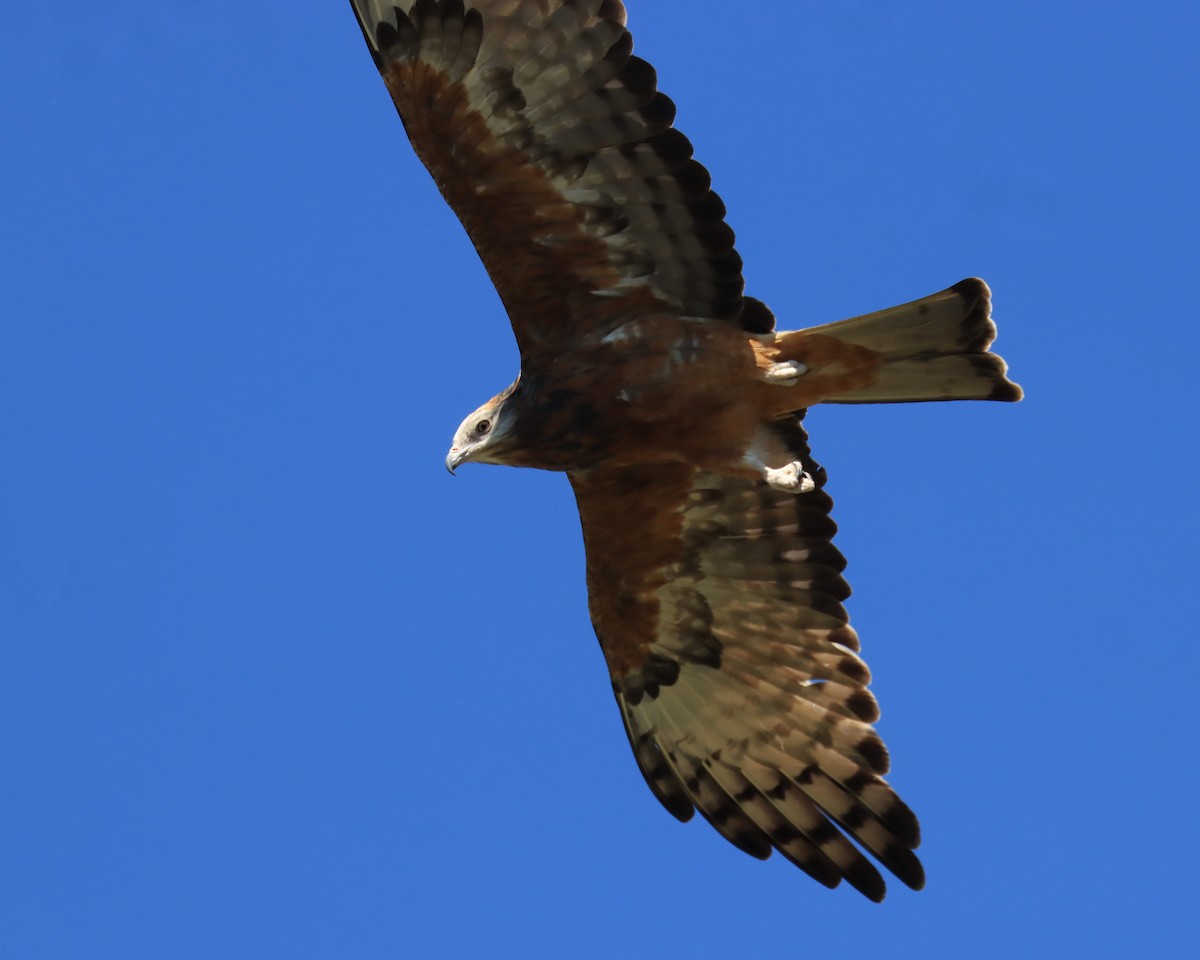 Square-tailed Kite - ML637573906