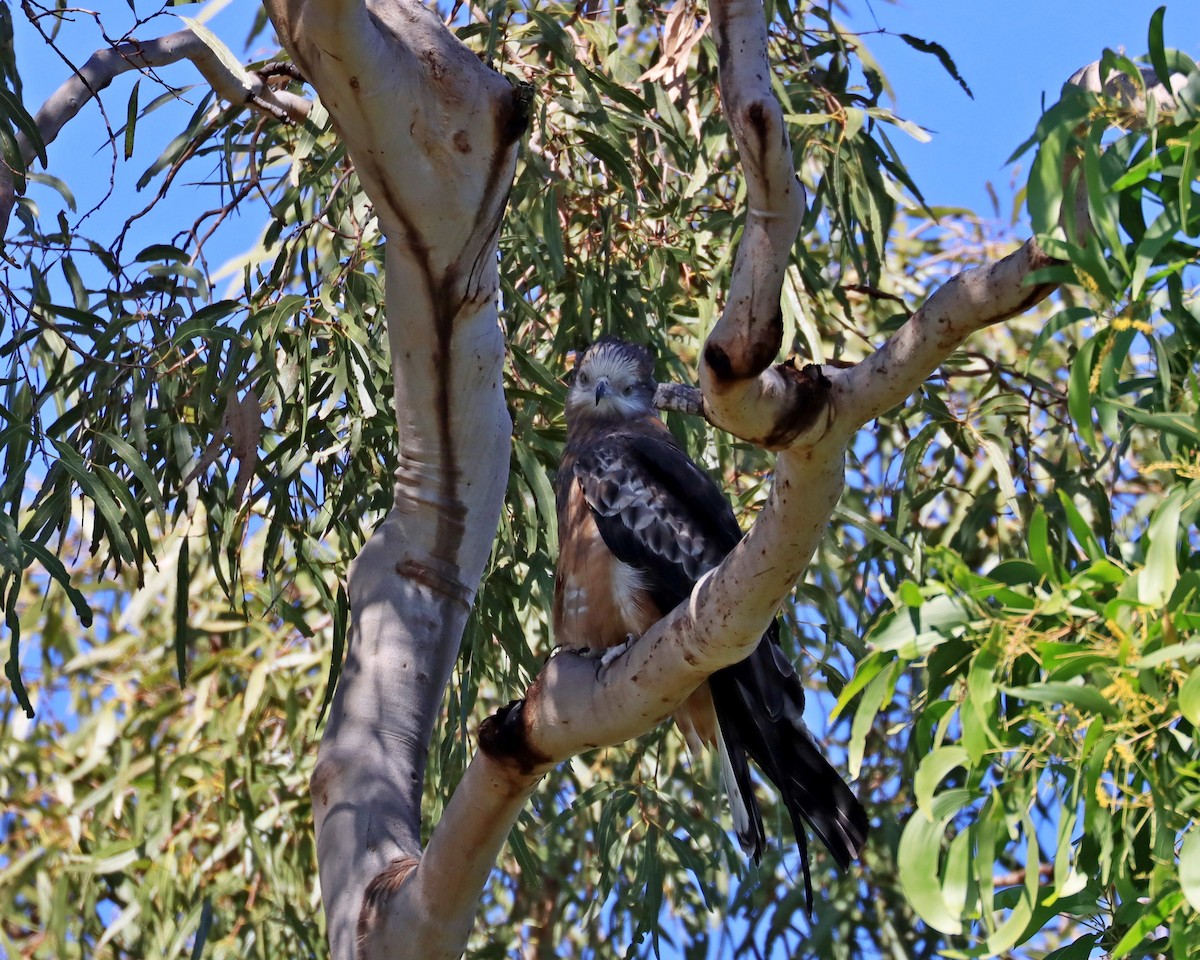 Square-tailed Kite - ML637573907