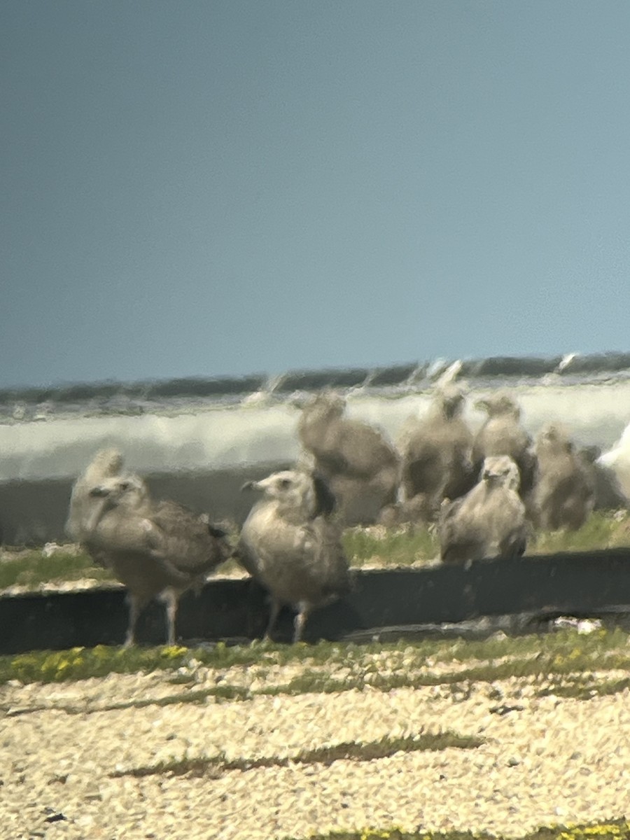 American Herring Gull - ML637573909