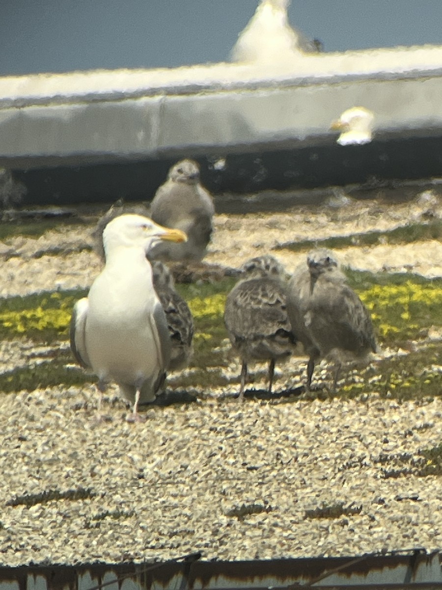 American Herring Gull - ML637573913