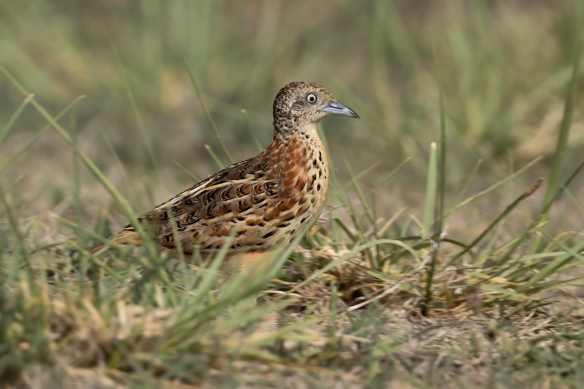 Small Buttonquail - ML637573914