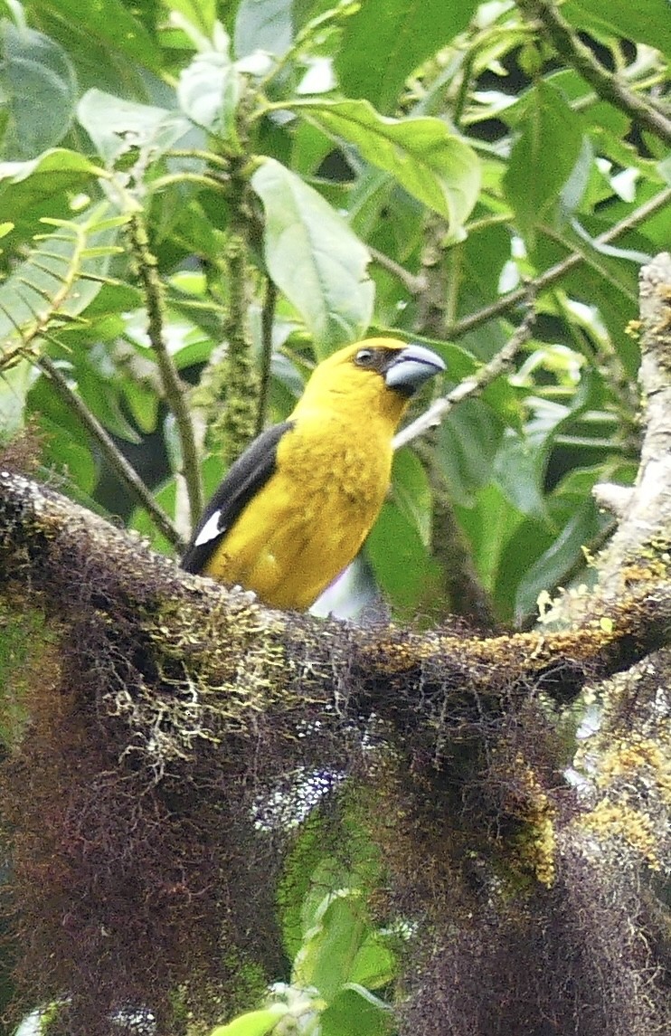 Black-thighed Grosbeak - ML637573915