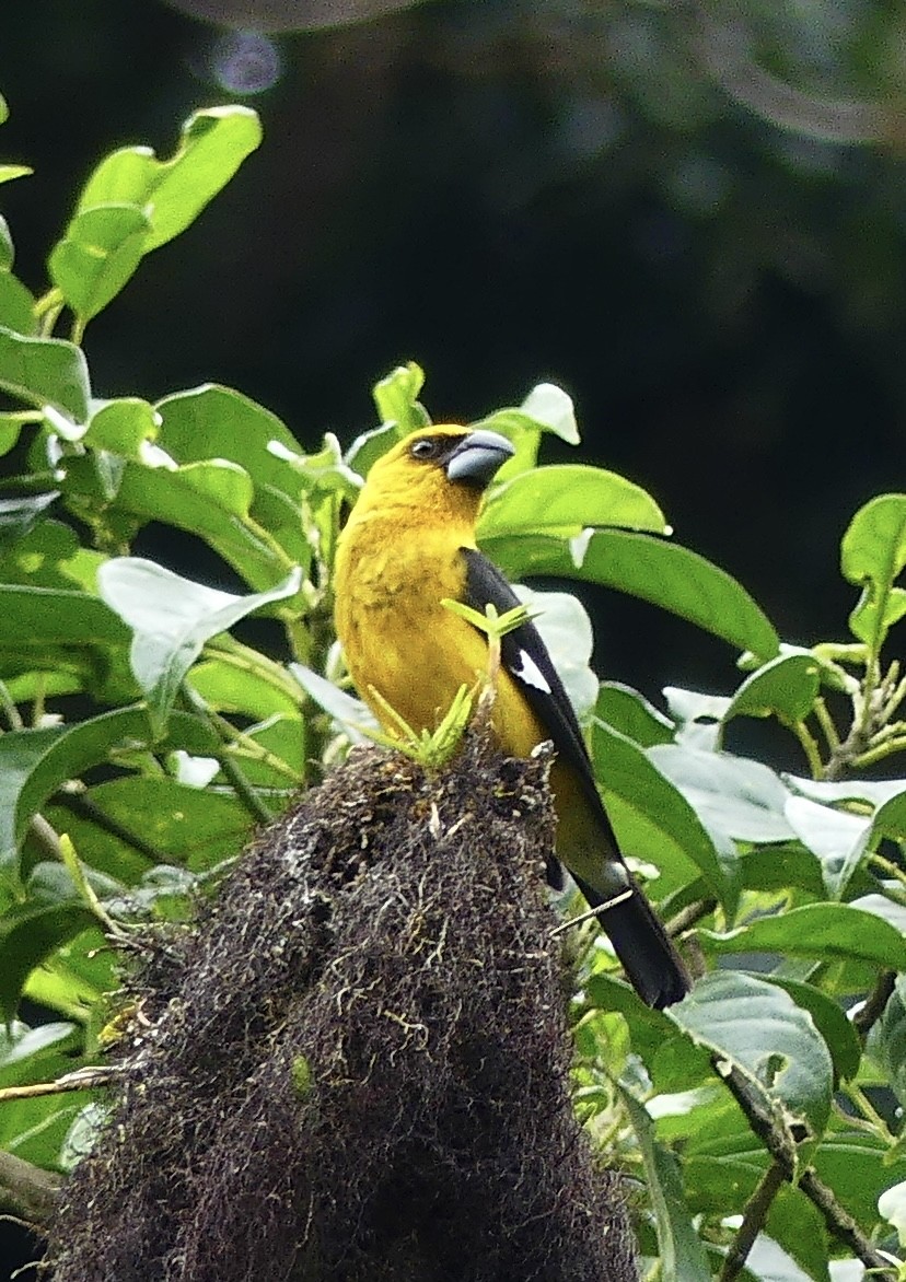Black-thighed Grosbeak - ML637573916