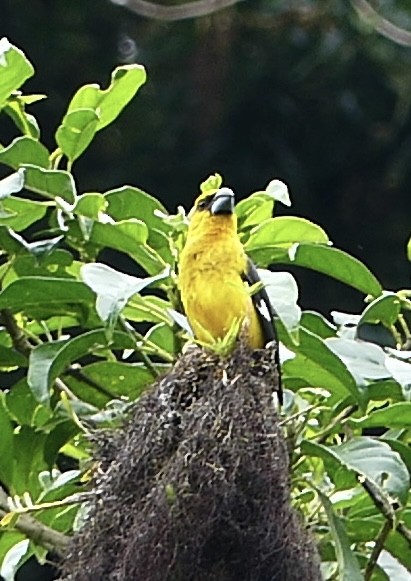 Black-thighed Grosbeak - ML637573918