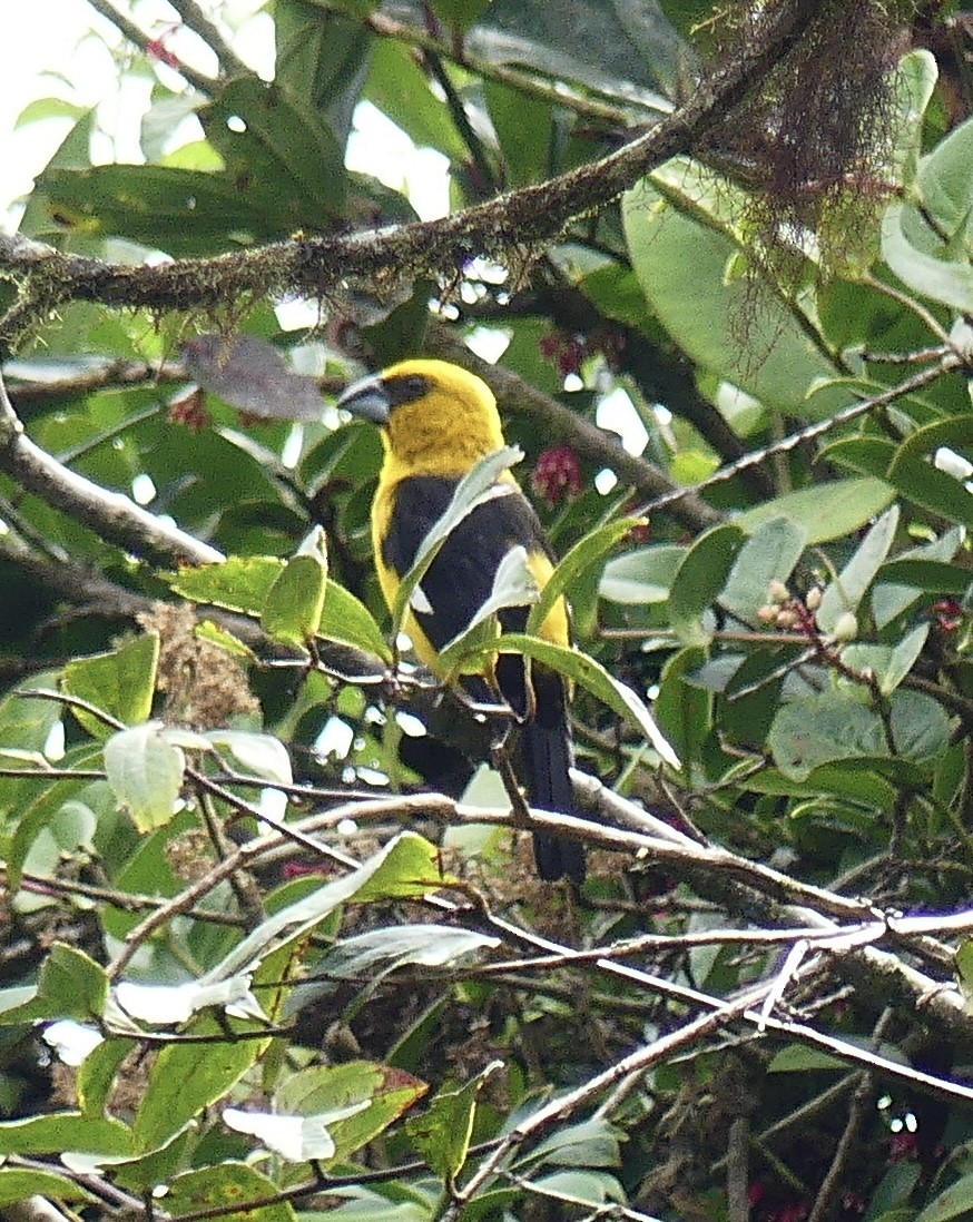 Black-thighed Grosbeak - ML637573919