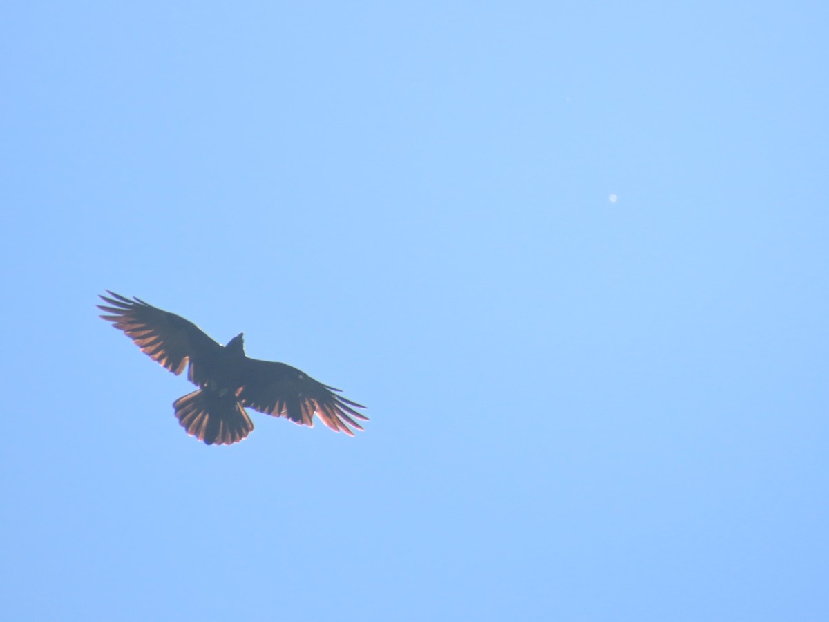 Chihuahuan Raven - ML637573925