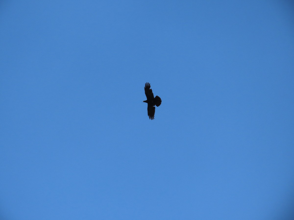 Chihuahuan Raven - ML637573926