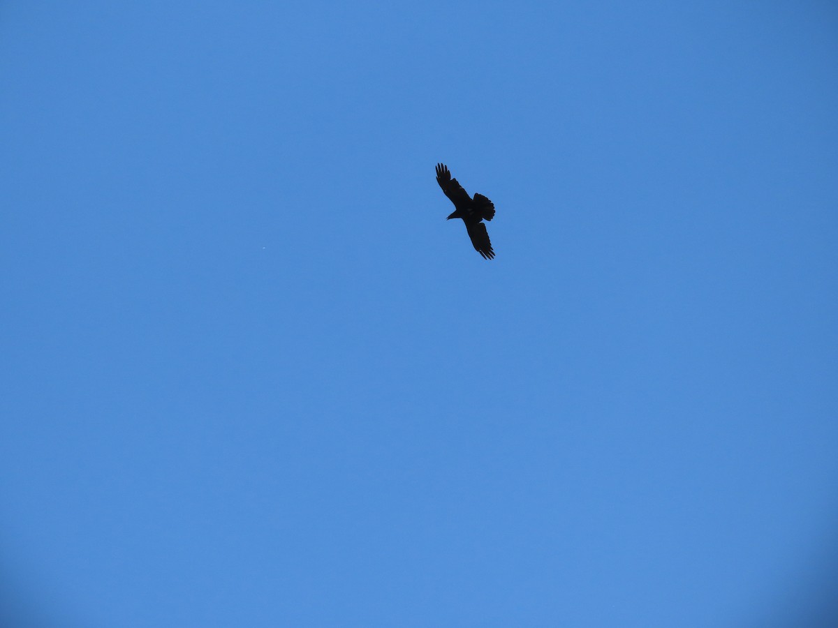 Chihuahuan Raven - ML637573927