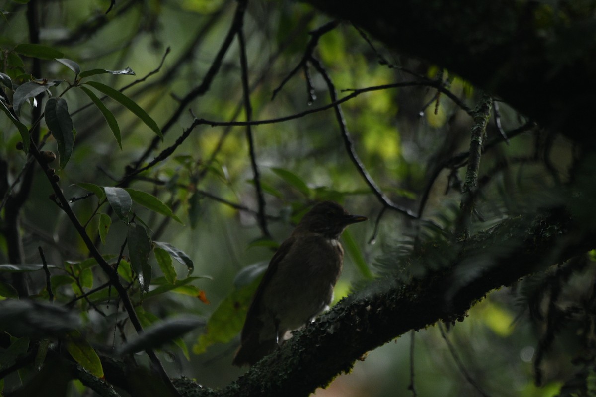 White-throated Thrush - ML637574009