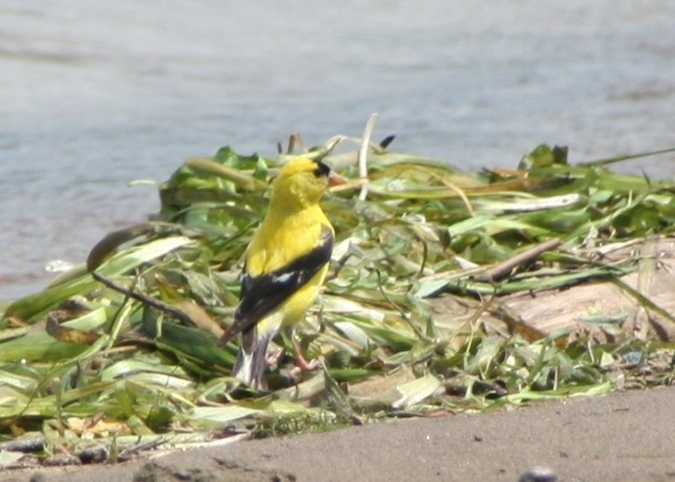 American Goldfinch - ML63757401