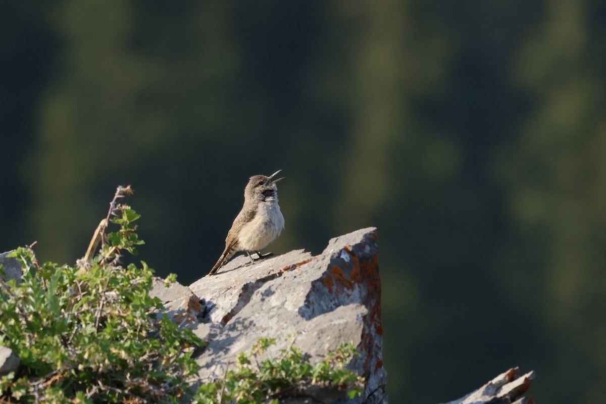 Rock Wren - ML637574011