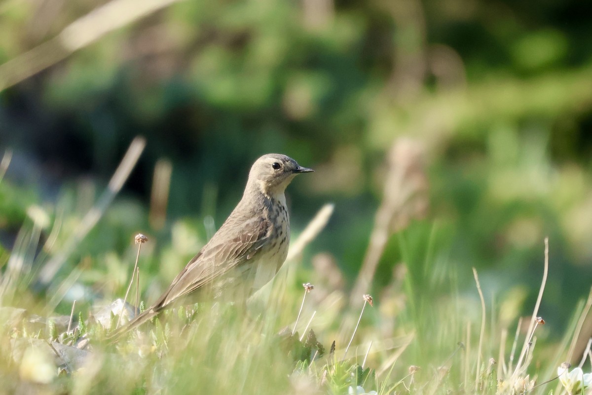 American Pipit - ML637574014