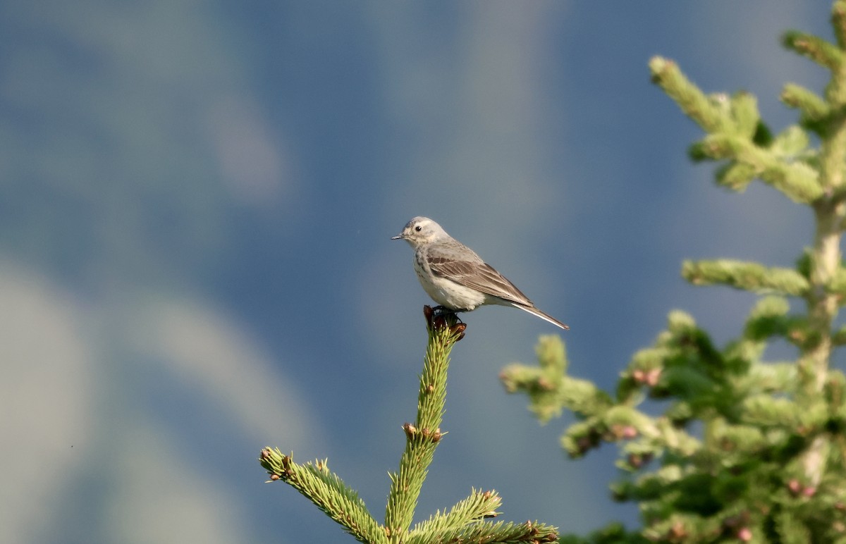 American Pipit - ML637574015