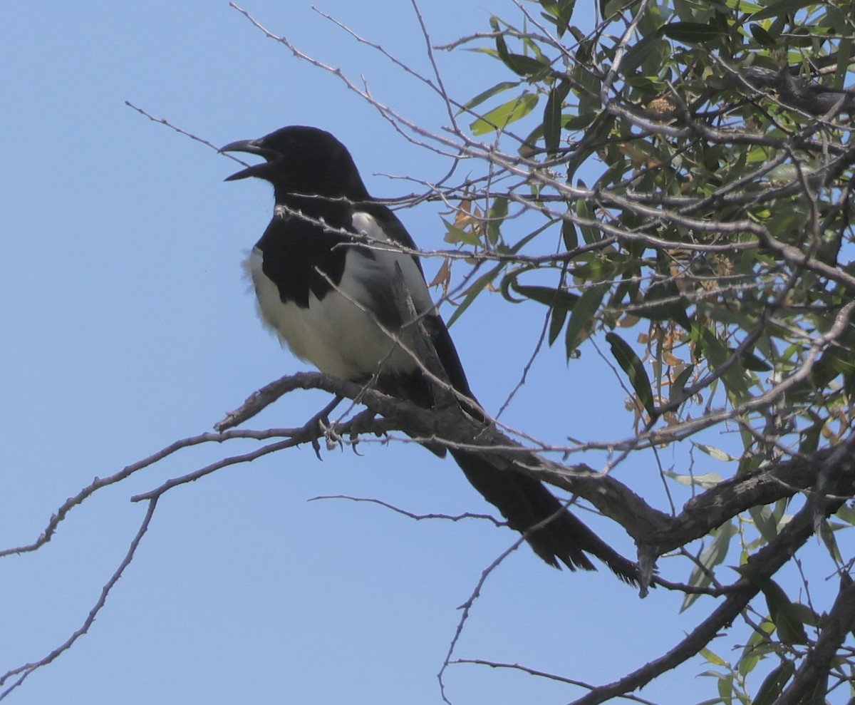Black-billed Magpie - ML637574018