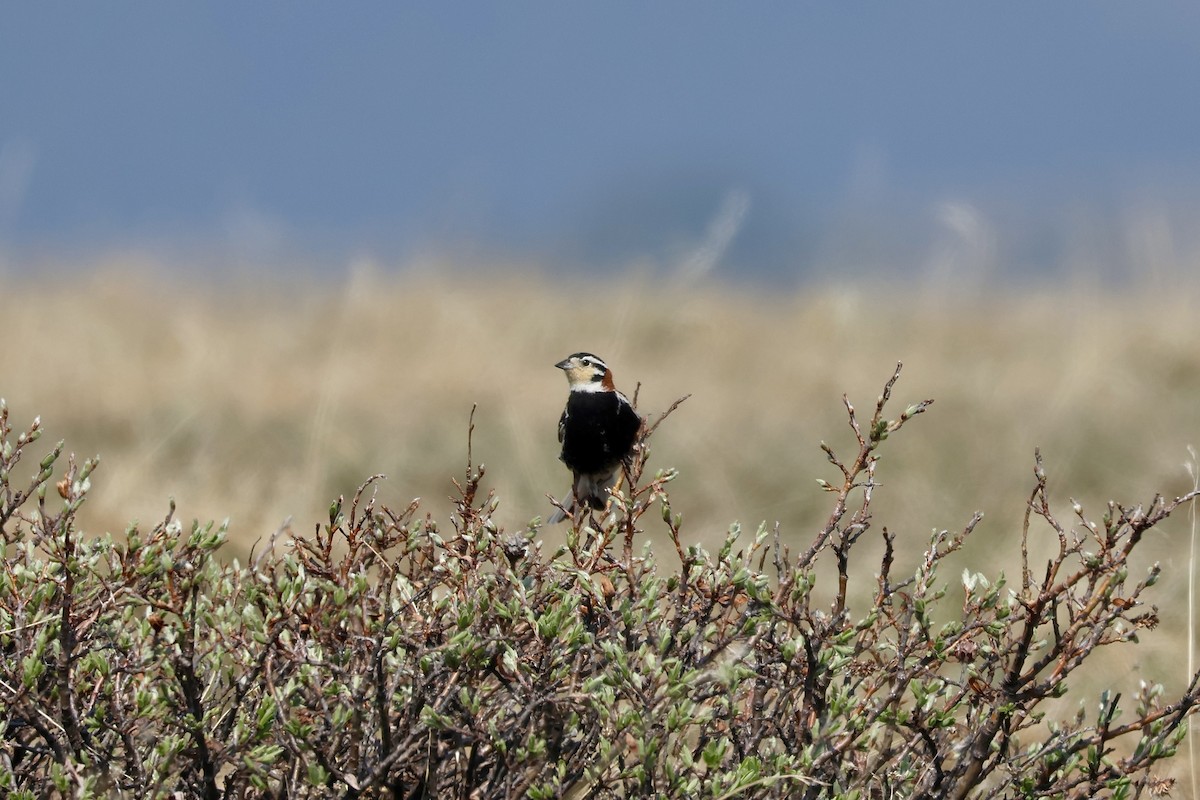 Chestnut-collared Longspur - ML637574024