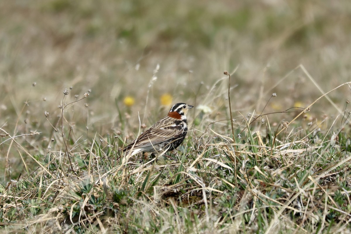 Chestnut-collared Longspur - ML637574025