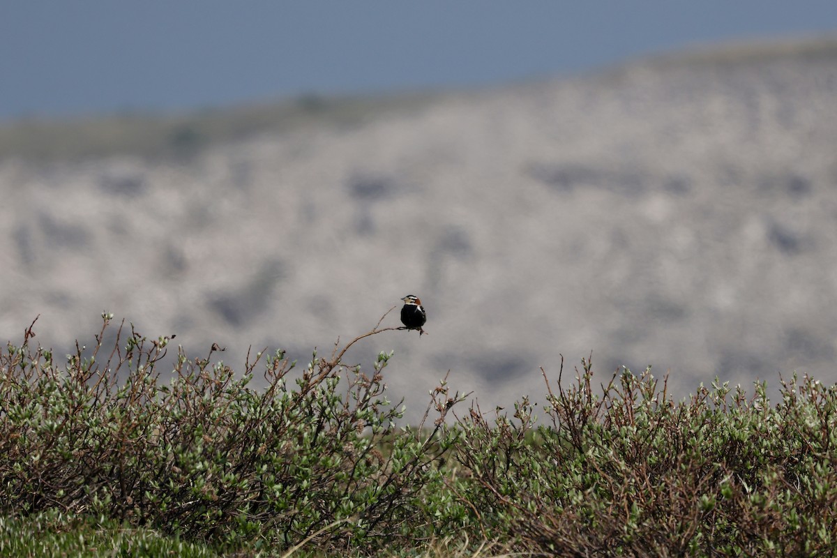 Chestnut-collared Longspur - ML637574026