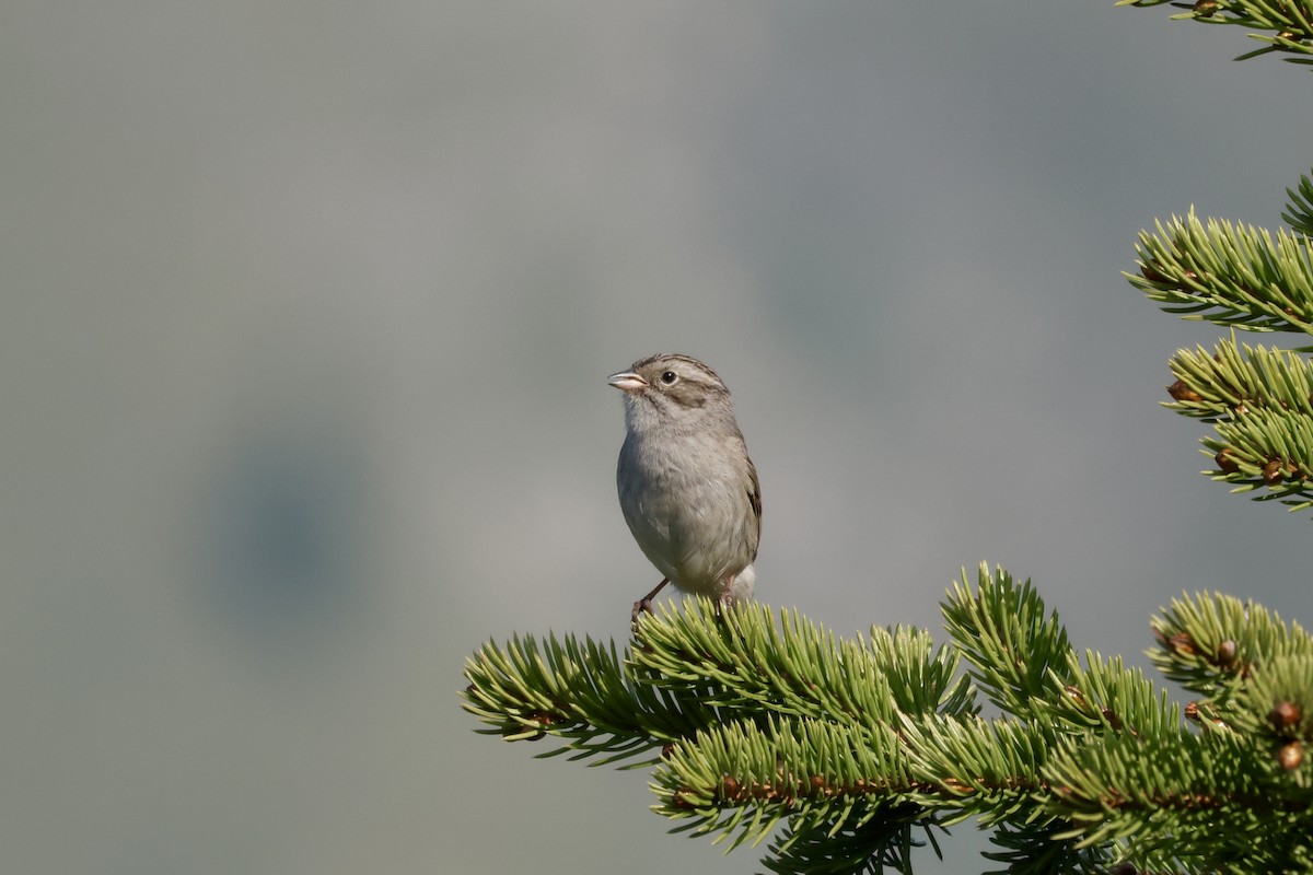 Brewer's Sparrow - ML637574030
