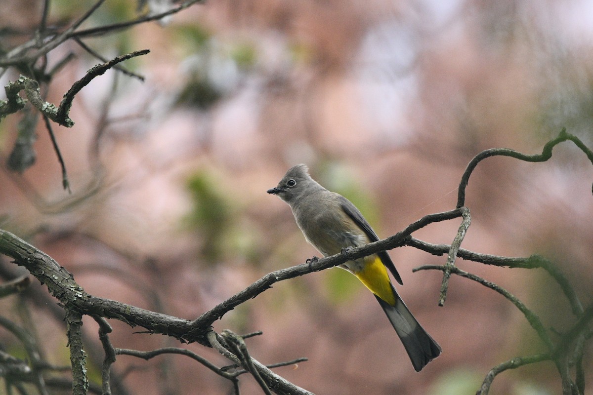 Gray Silky-flycatcher - ML637574034