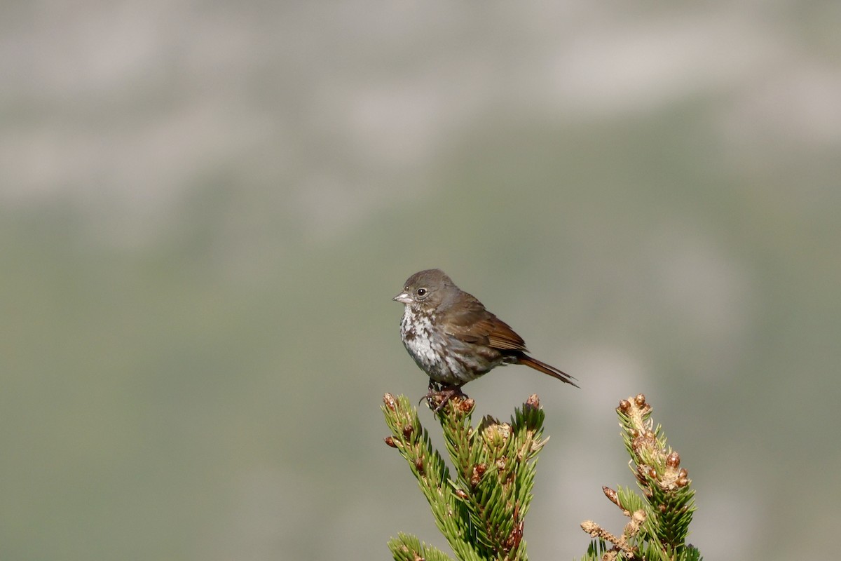 Fox Sparrow - ML637574036