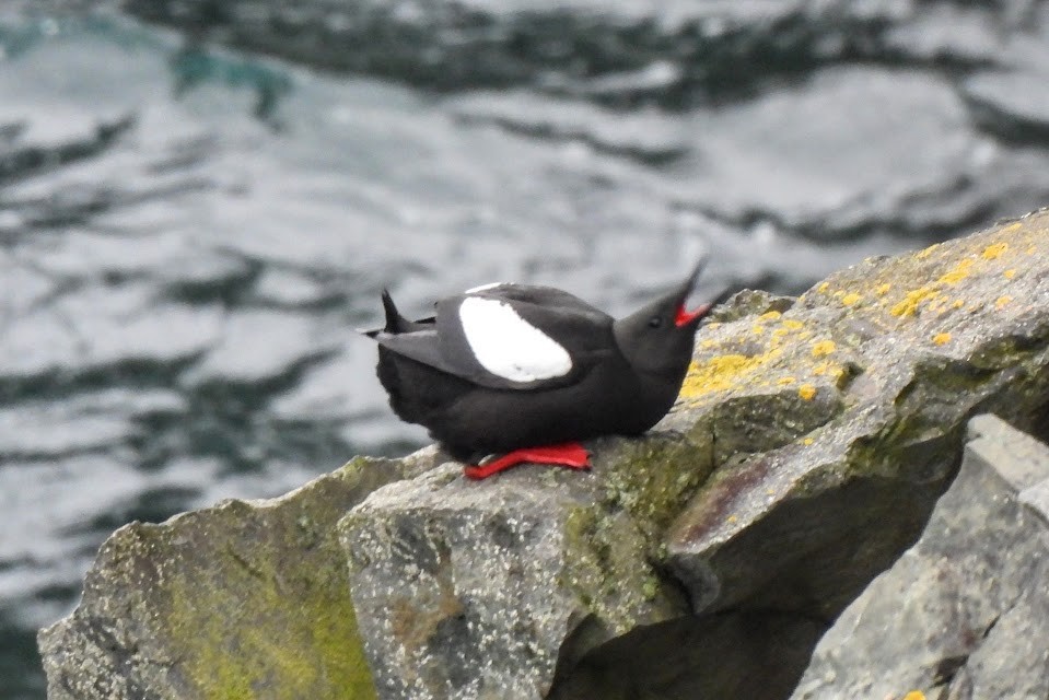 Black Guillemot - ML637574045