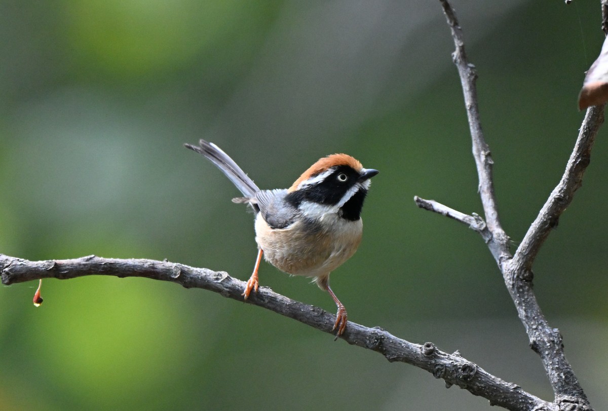 Black-throated Tit - ML637574071