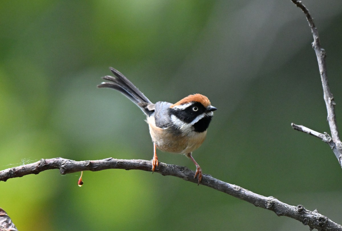 Black-throated Tit - ML637574072