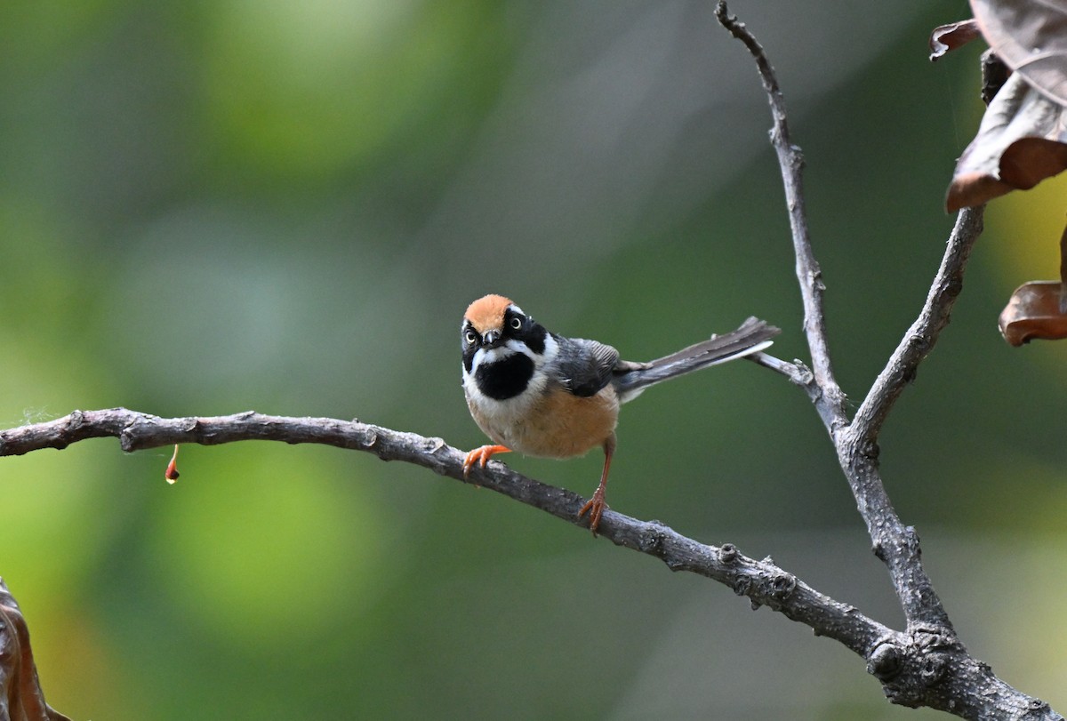 Black-throated Tit - ML637574073