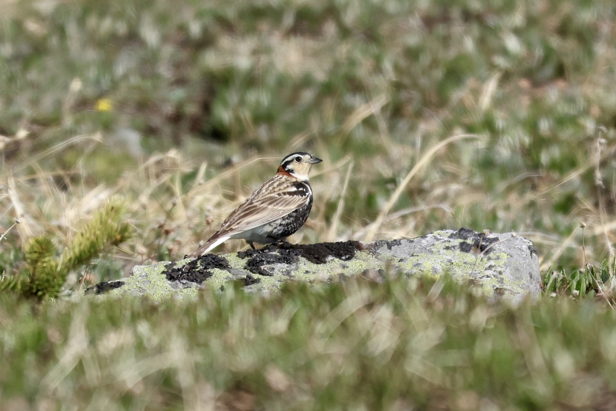 Chestnut-collared Longspur - ML637574107