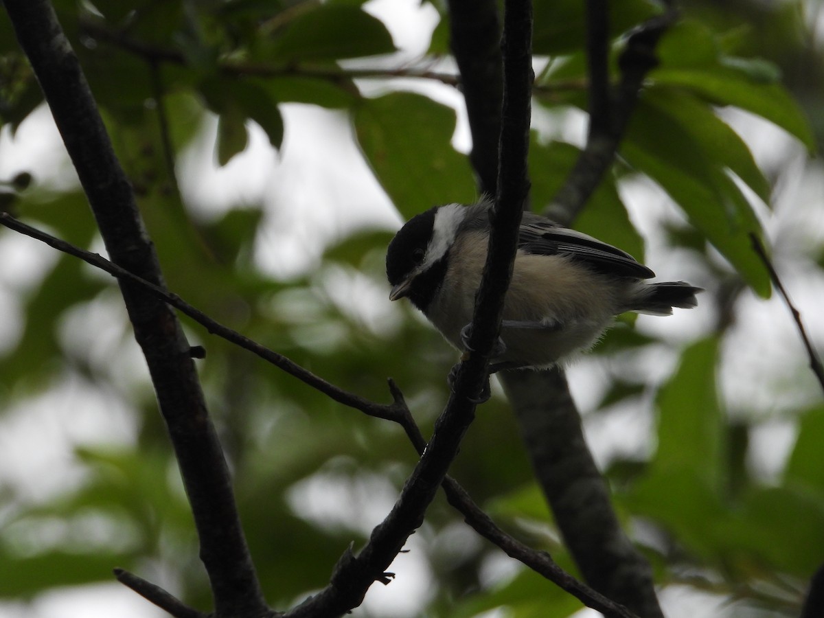 Black-capped Chickadee - ML637574110