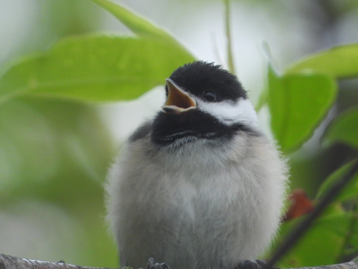 Black-capped Chickadee - ML637574111