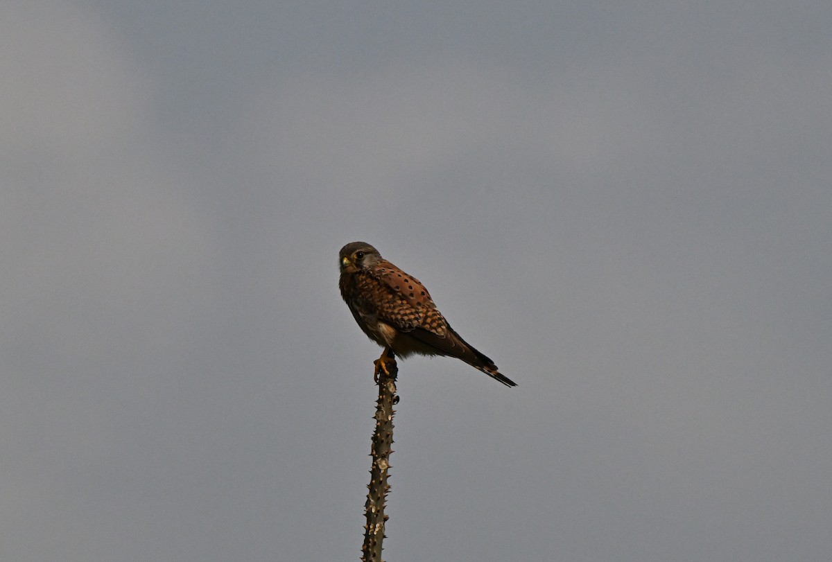 Faucon crécerelle - ML637574118
