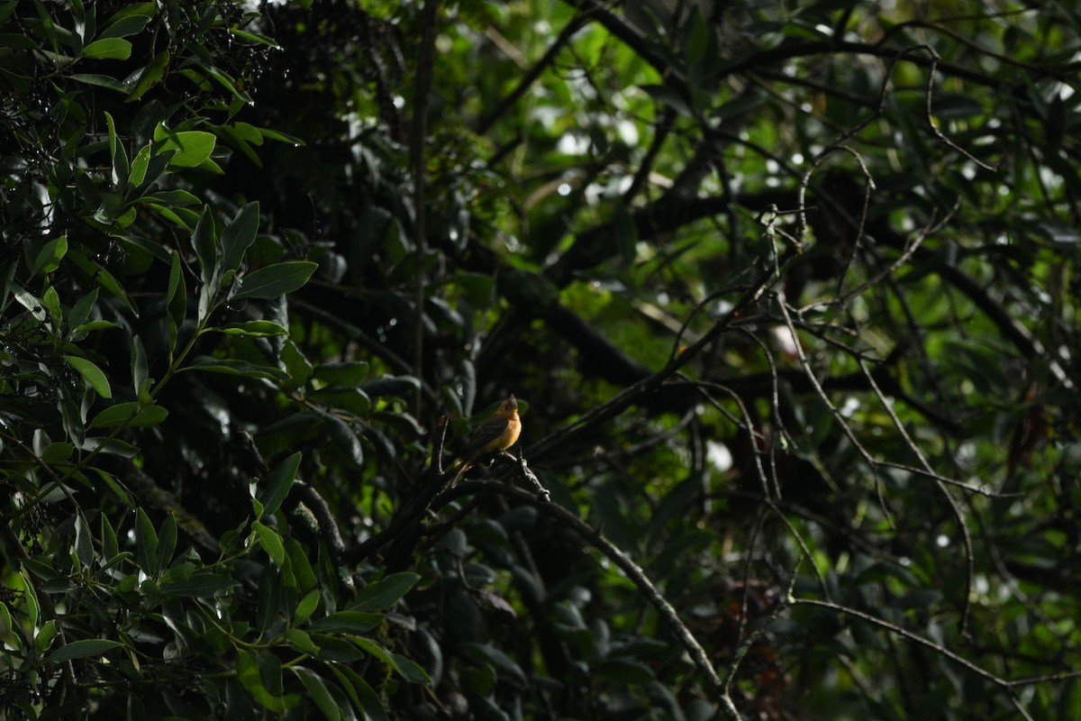 Tufted Flycatcher - ML637574163