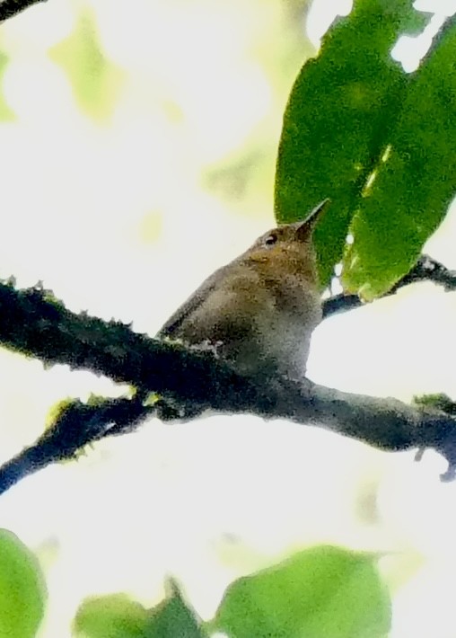 Ochraceous Wren - ML637574221