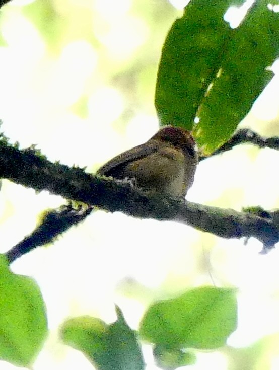 Ochraceous Wren - ML637574222