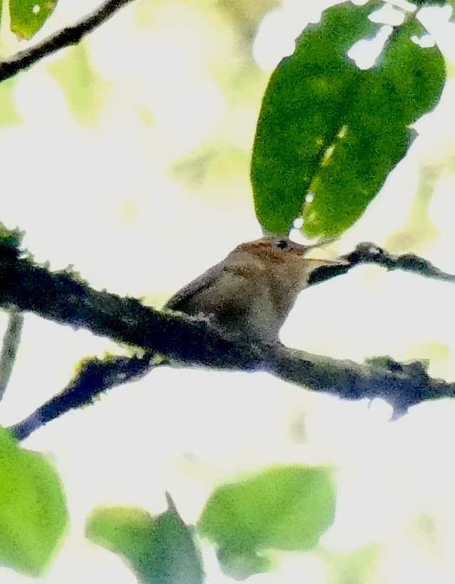 Ochraceous Wren - ML637574223