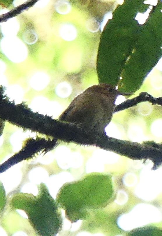 Ochraceous Wren - ML637574224