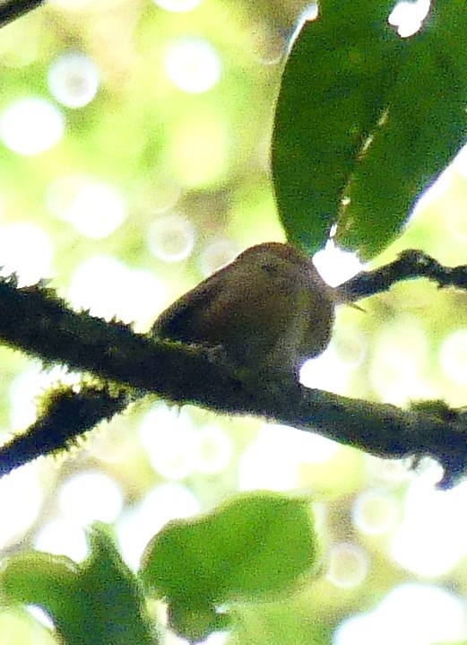 Ochraceous Wren - ML637574225