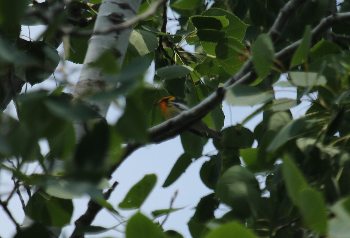 Blackburnian Warbler - ML637574237