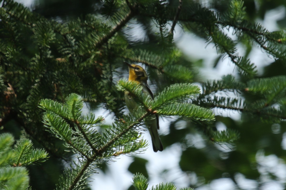 Blackburnian Warbler - ML637574244