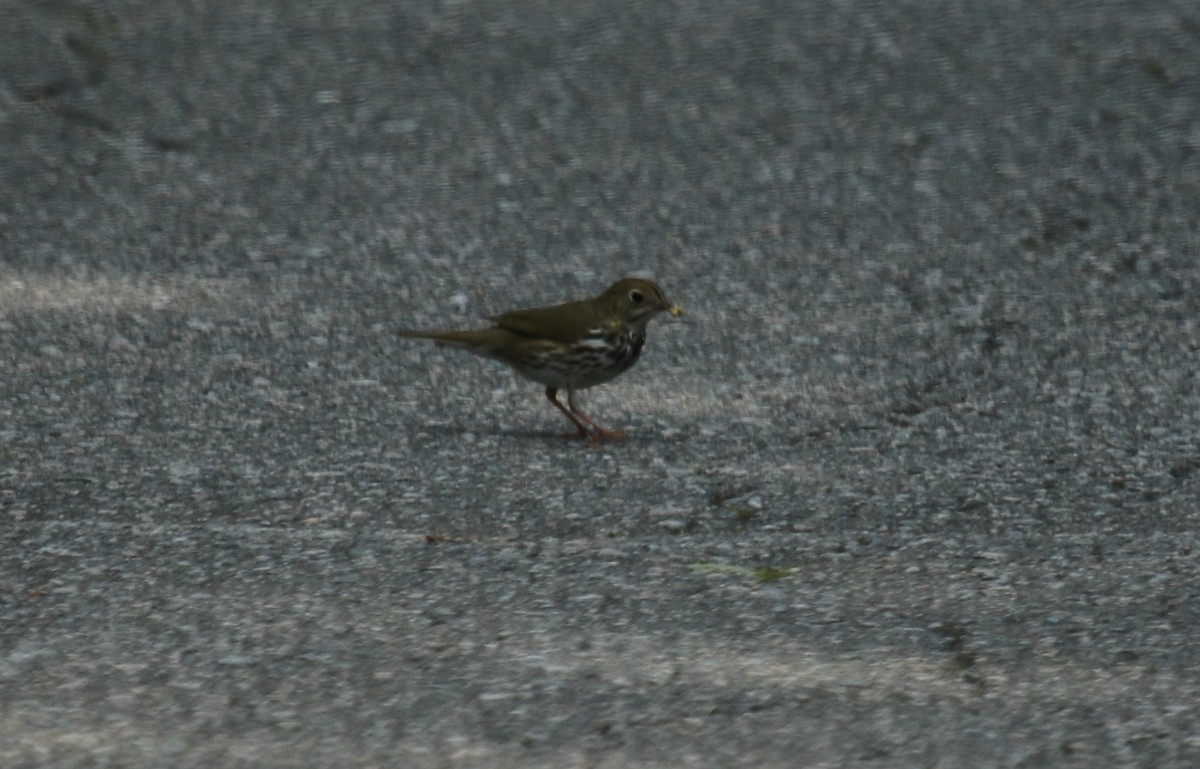 Ovenbird - ML637574275