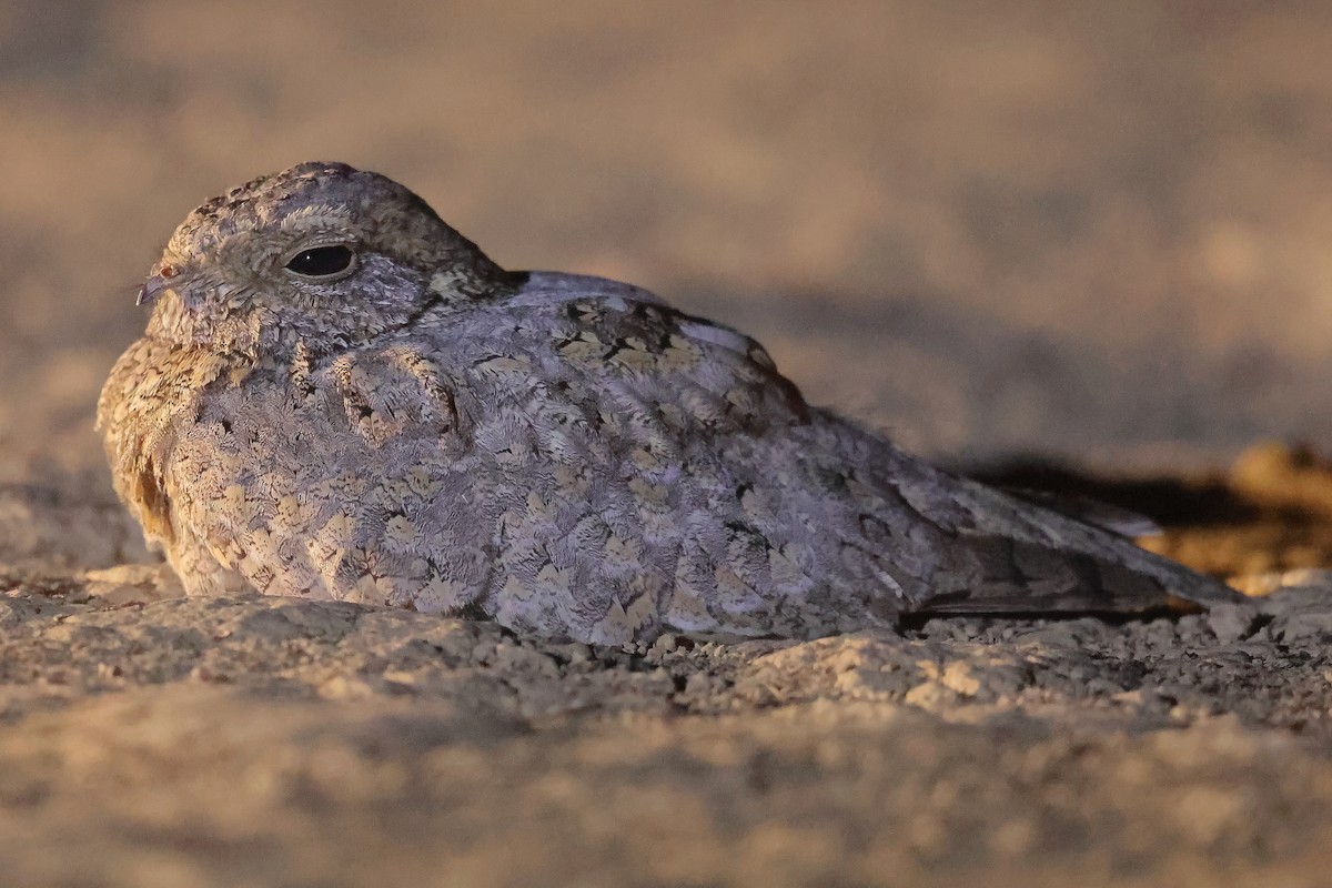 Sykes's Nightjar - ML637574293