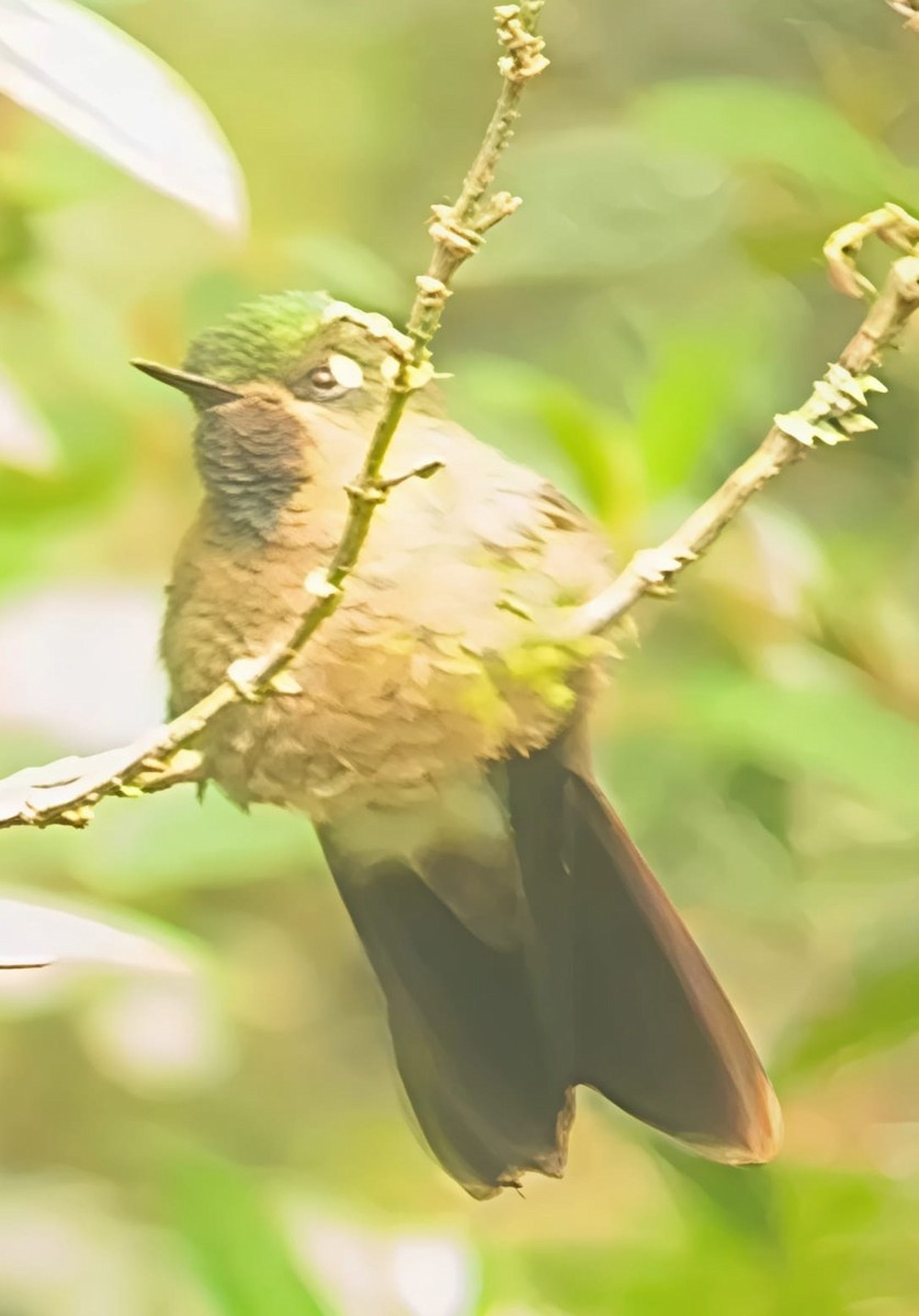 Tyrian Metaltail - ML637574303