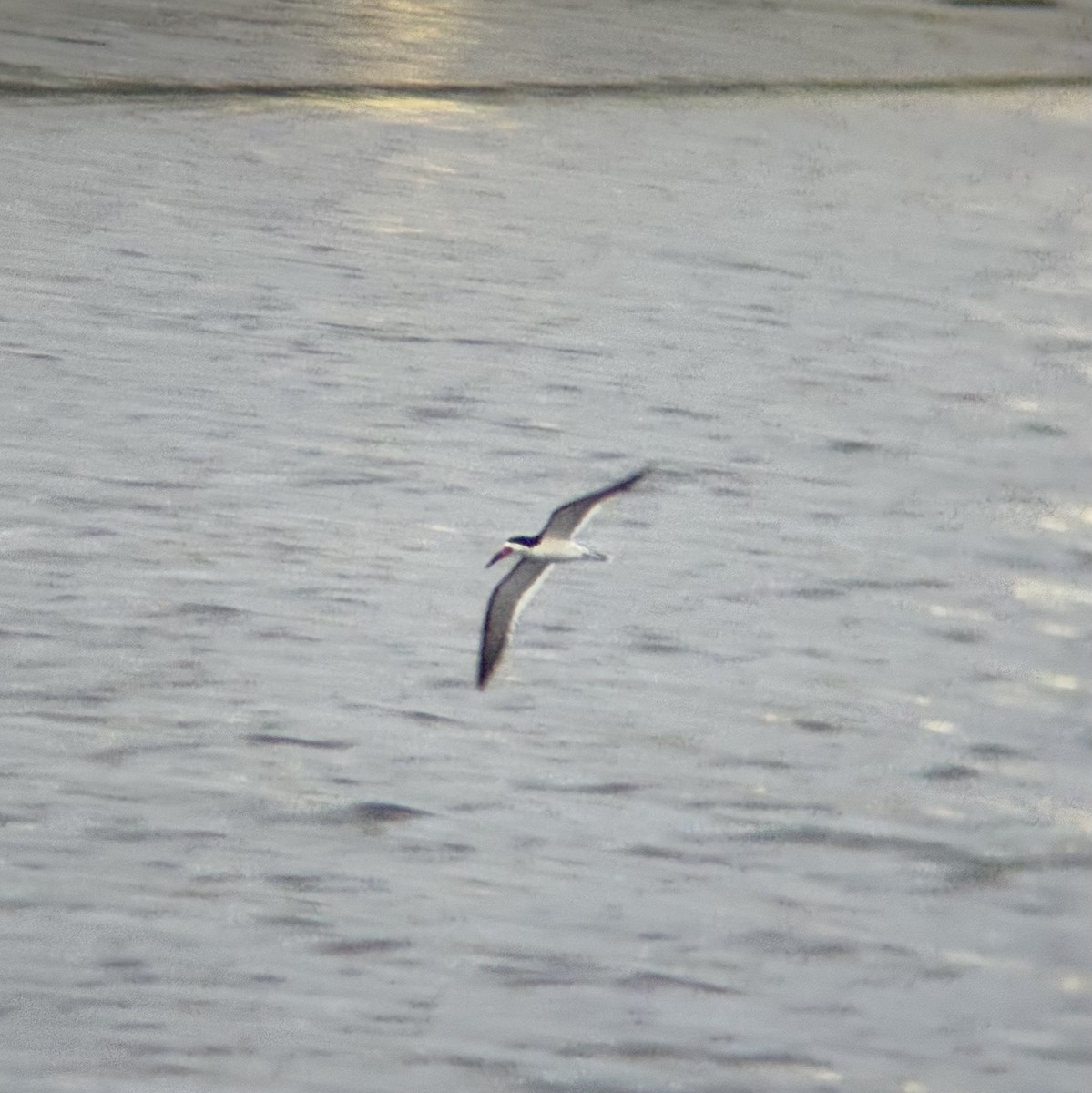 Black Skimmer - ML637574321