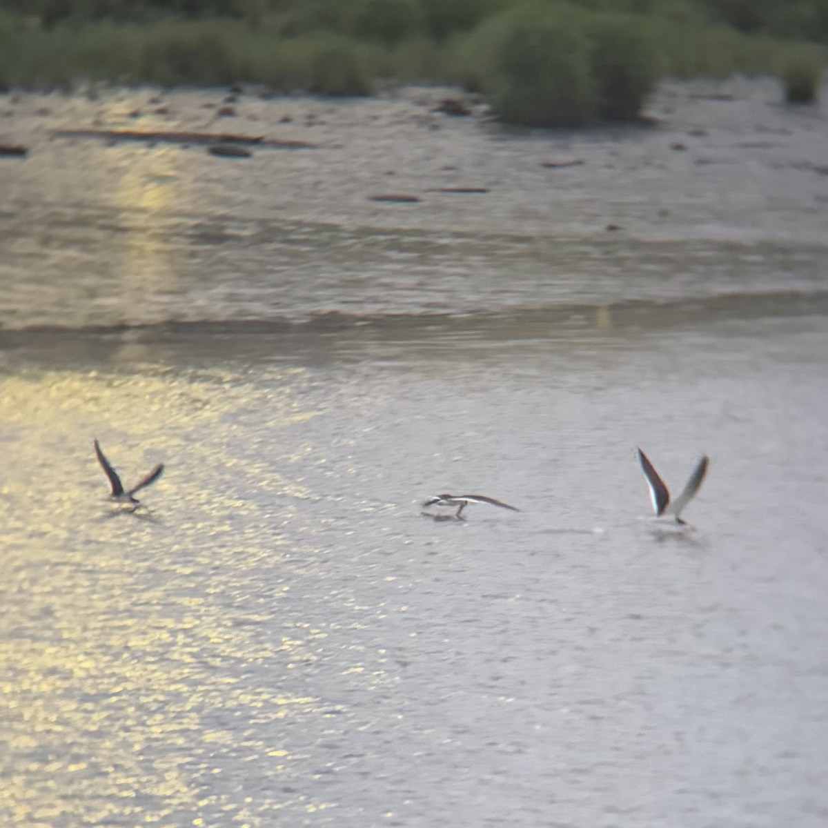 Black Skimmer - ML637574322