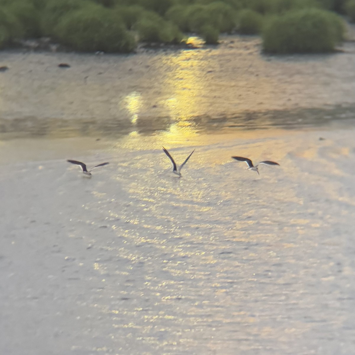 Black Skimmer - ML637574323
