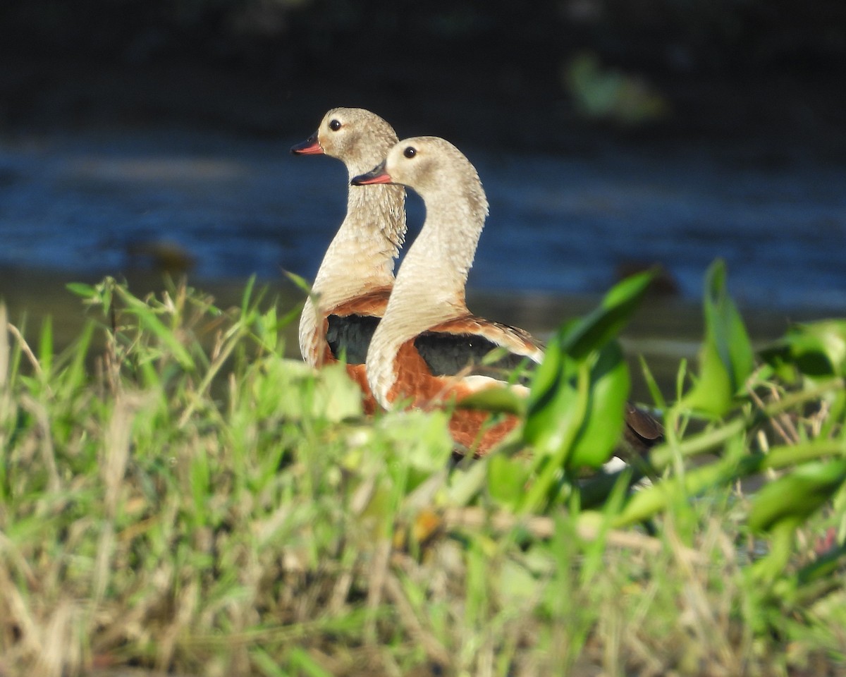 Orinoco Goose - ML637574329